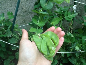 Planting Peas in a Garden 